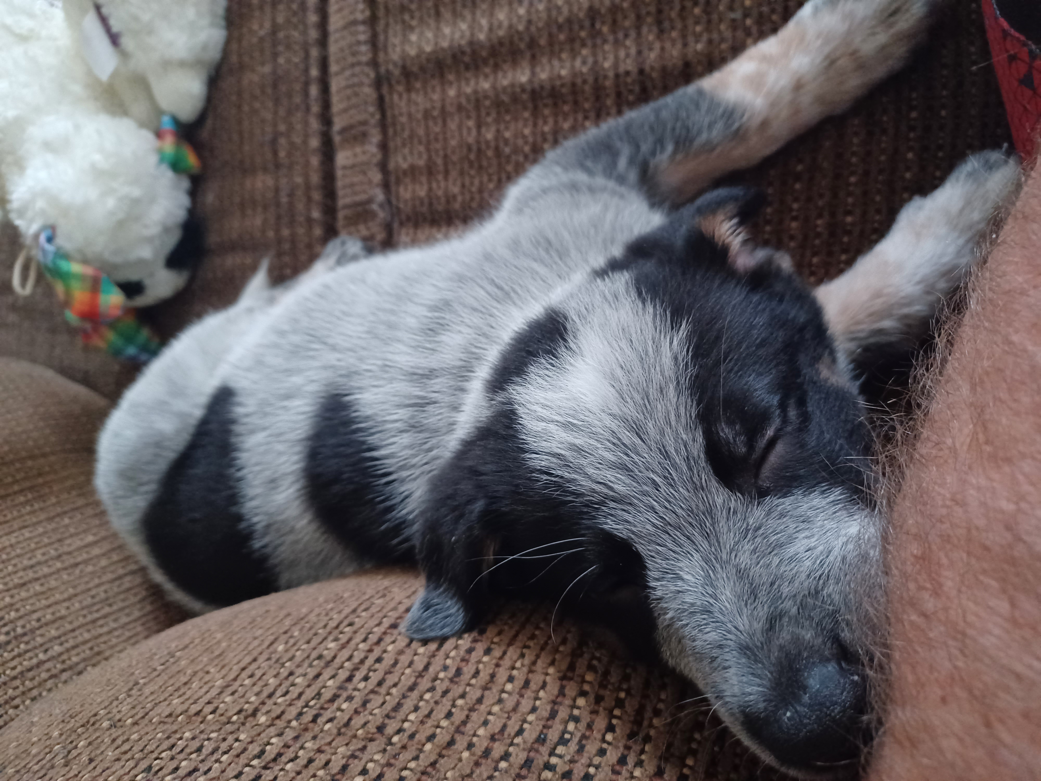 Puppy Blu Napping