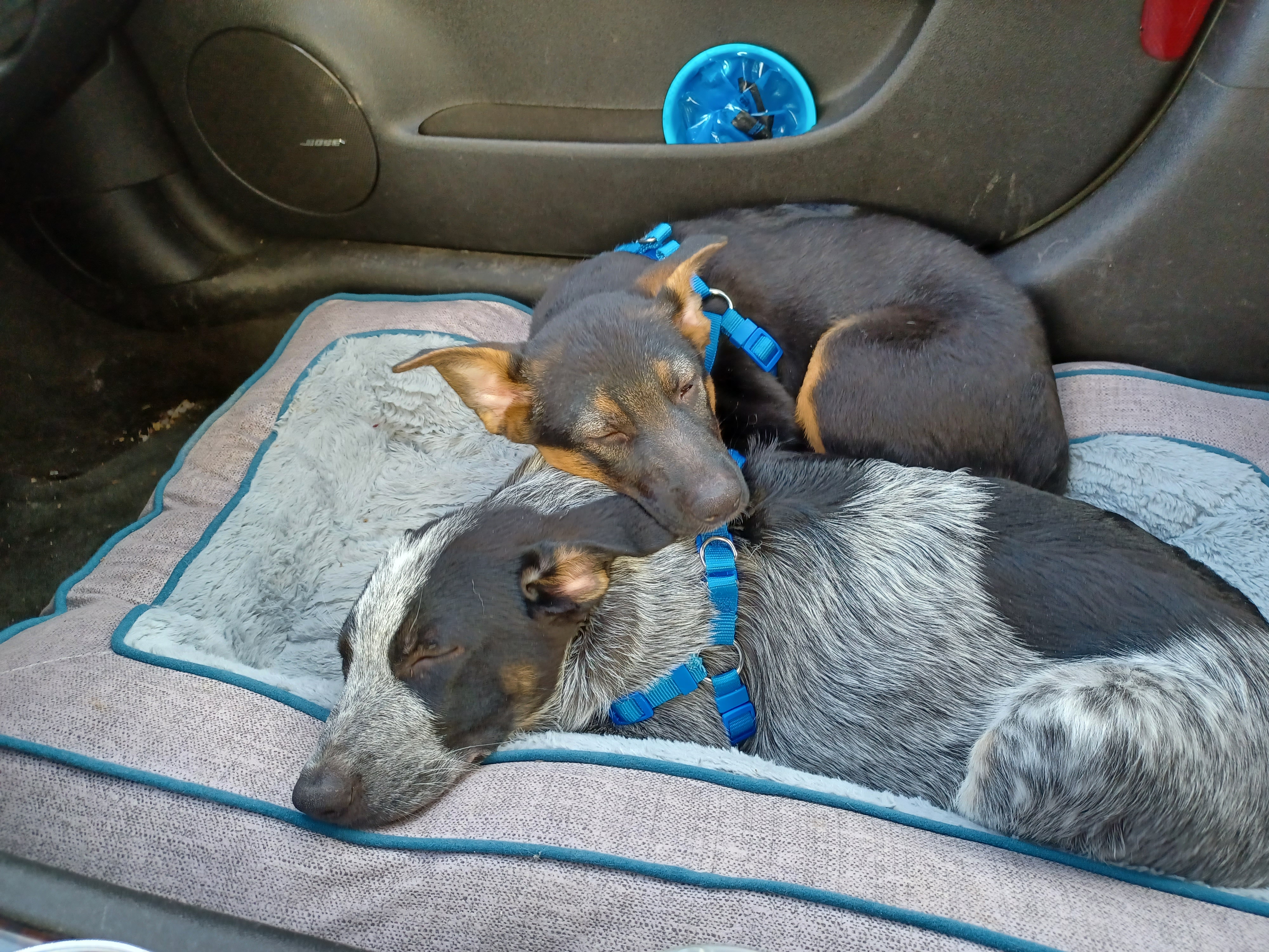 Blue and Rylie in the Car